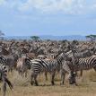 travel in africa