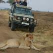 Safari